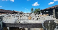 Fazenda Produtiva 52 alqs com Alto Potencial de Valorização | Araruama/RJ