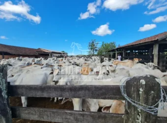 Fazenda Produtiva 52 alqs com Alto Potencial de Valorização | Araruama/RJ