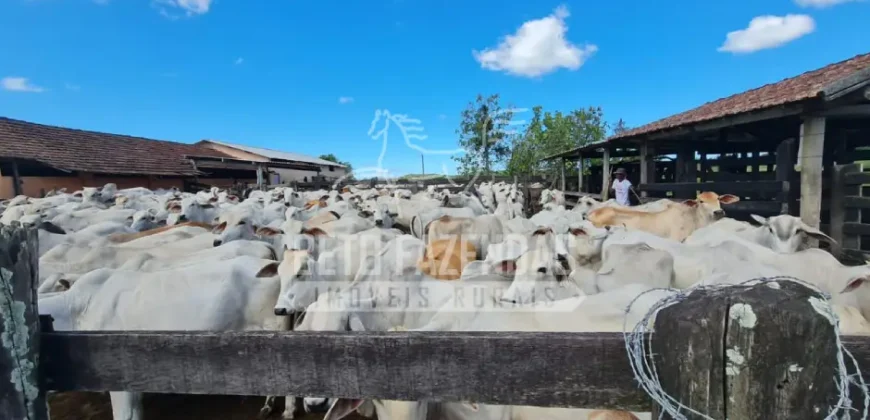 Fazenda Produtiva 52 alqs com Alto Potencial de Valorização | Araruama/RJ