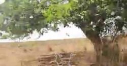 Fazenda à Venda 33.880 Hectares Infraestrutura Completa Linda Casa Sede | Cocalinho/ MT Fazenda à Venda 33.880 Hectares Infraestrutura Completa Linda Casa Sede | Cocalinho/ MT