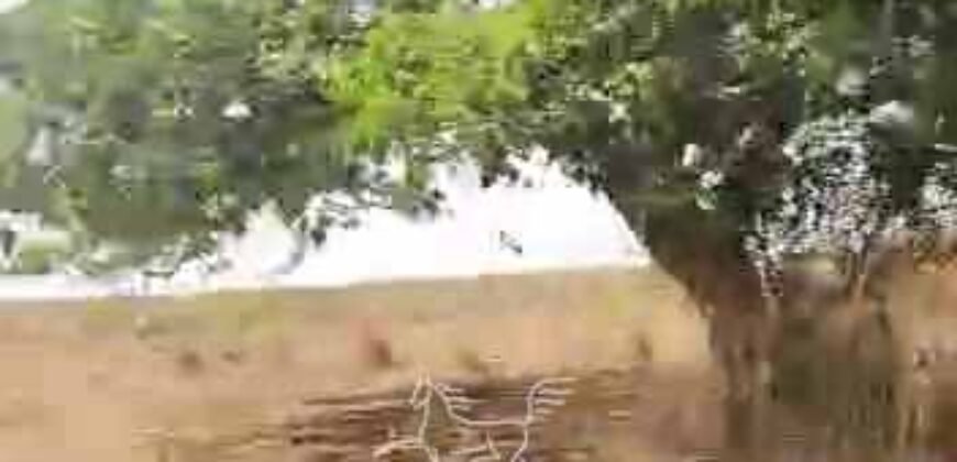 Fazenda à Venda 33.880 Hectares Infraestrutura Completa Linda Casa Sede | Cocalinho/ MT Fazenda à Venda 33.880 Hectares Infraestrutura Completa Linda Casa Sede | Cocalinho/ MT