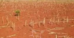 Fazenda à Venda 33.880 Hectares Infraestrutura Completa Linda Casa Sede | Cocalinho/ MT Fazenda à Venda 33.880 Hectares Infraestrutura Completa Linda Casa Sede | Cocalinho/ MT