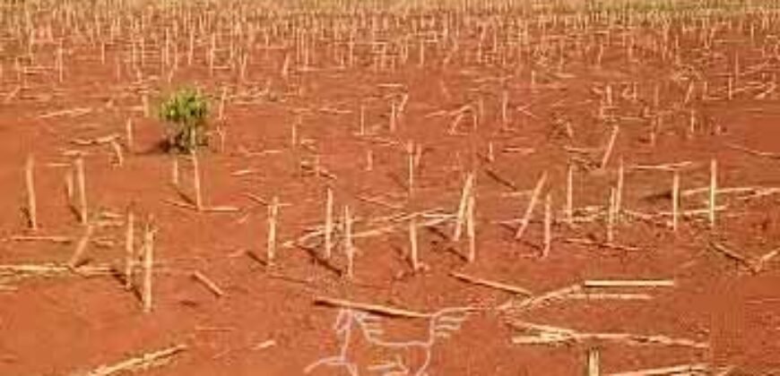 Fazenda à Venda 33.880 Hectares Infraestrutura Completa Linda Casa Sede | Cocalinho/ MT Fazenda à Venda 33.880 Hectares Infraestrutura Completa Linda Casa Sede | Cocalinho/ MT