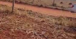 Fazenda à Venda 33.880 Hectares Infraestrutura Completa Linda Casa Sede | Cocalinho/ MT Fazenda à Venda 33.880 Hectares Infraestrutura Completa Linda Casa Sede | Cocalinho/ MT