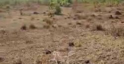 Fazenda à Venda 33.880 Hectares Infraestrutura Completa Linda Casa Sede | Cocalinho/ MT Fazenda à Venda 33.880 Hectares Infraestrutura Completa Linda Casa Sede | Cocalinho/ MT