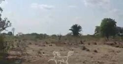 Fazenda à Venda 33.880 Hectares Infraestrutura Completa Linda Casa Sede | Cocalinho/ MT Fazenda à Venda 33.880 Hectares Infraestrutura Completa Linda Casa Sede | Cocalinho/ MT