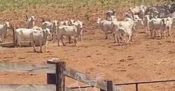 Fazenda à Venda 33.880 Hectares Infraestrutura Completa Linda Casa Sede | Cocalinho/ MT Fazenda à Venda 33.880 Hectares Infraestrutura Completa Linda Casa Sede | Cocalinho/ MT