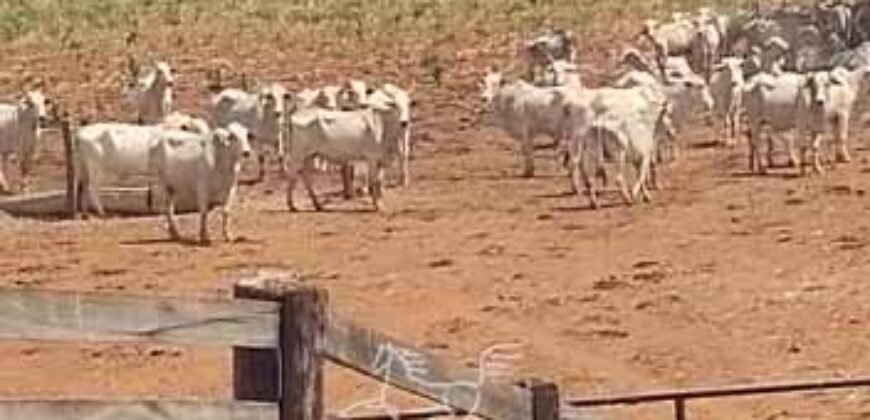 Fazenda à Venda 33.880 Hectares Infraestrutura Completa Linda Casa Sede | Cocalinho/ MT Fazenda à Venda 33.880 Hectares Infraestrutura Completa Linda Casa Sede | Cocalinho/ MT