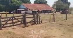 Fazenda à Venda 33.880 Hectares Infraestrutura Completa Linda Casa Sede | Cocalinho/ MT Fazenda à Venda 33.880 Hectares Infraestrutura Completa Linda Casa Sede | Cocalinho/ MT
