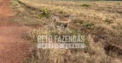 Área Agrícola Extensa e Produtiva à Venda 2.190 hectares | Serra Nova Dourada/MT Área Agrícola Extensa e Produtiva à Venda 2.190 hectares | Serra Nova Dourada/MT