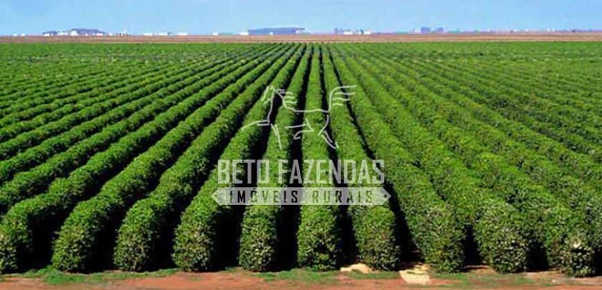Fazenda de Café Certificada à Venda 408 hectares em Sul de Minas Gerais Fazenda de Café Certificada à Venda 408 hectares em Sul de Minas Gerais