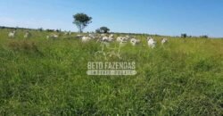 Venda de 3 Fazendas total de 3.150 has Pecuária e Lavoura | Paranatinga/MT Venda de 3 Fazendas total de 3.150 has Pecuária e Lavoura | Paranatinga/MT