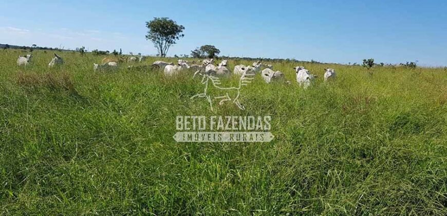 Venda de 3 Fazendas total de 3.150 has Pecuária e Lavoura | Paranatinga/MT Venda de 3 Fazendas total de 3.150 has Pecuária e Lavoura | Paranatinga/MT