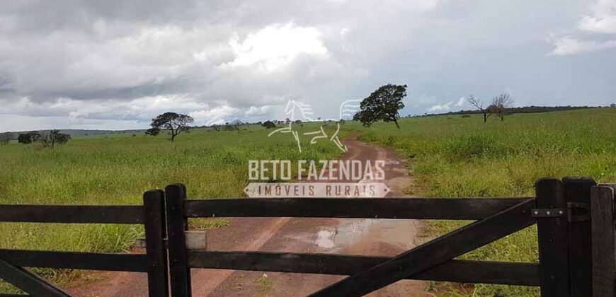 Venda de 3 Fazendas total de 3.150 has Pecuária e Lavoura | Paranatinga/MT Venda de 3 Fazendas total de 3.150 has Pecuária e Lavoura | Paranatinga/MT