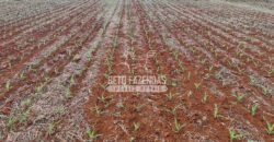 Venda de 3 Fazendas total de 3.150 has Pecuária e Lavoura | Paranatinga/MT Venda de 3 Fazendas total de 3.150 has Pecuária e Lavoura | Paranatinga/MT