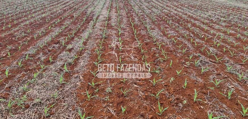 Venda de 3 Fazendas total de 3.150 has Pecuária e Lavoura | Paranatinga/MT Venda de 3 Fazendas total de 3.150 has Pecuária e Lavoura | Paranatinga/MT