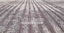 Fazenda Produtiva à Venda 1.700 hectares | Região de Itaúba/MT