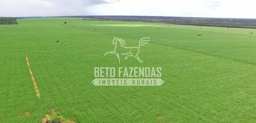Fazenda Produtiva à Venda 1.700 hectares | Região de Itaúba/MT