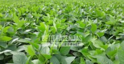 Fazenda Produtiva à Venda 1.700 hectares | Região de Itaúba/MT