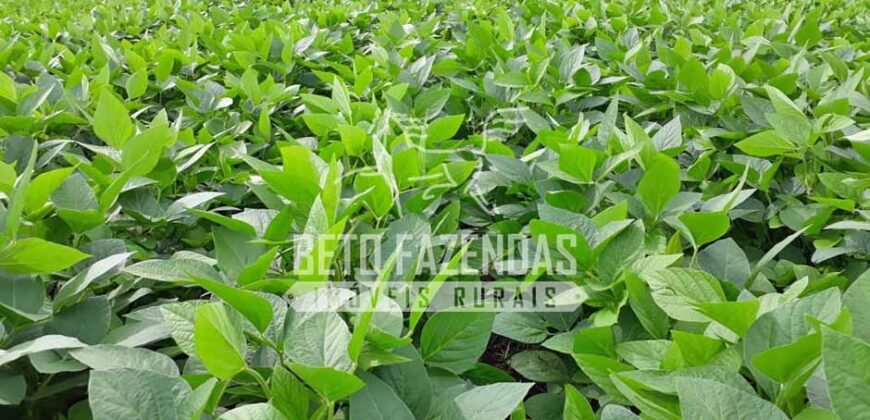 Fazenda Produtiva à Venda 1.700 hectares | Região de Itaúba/MT