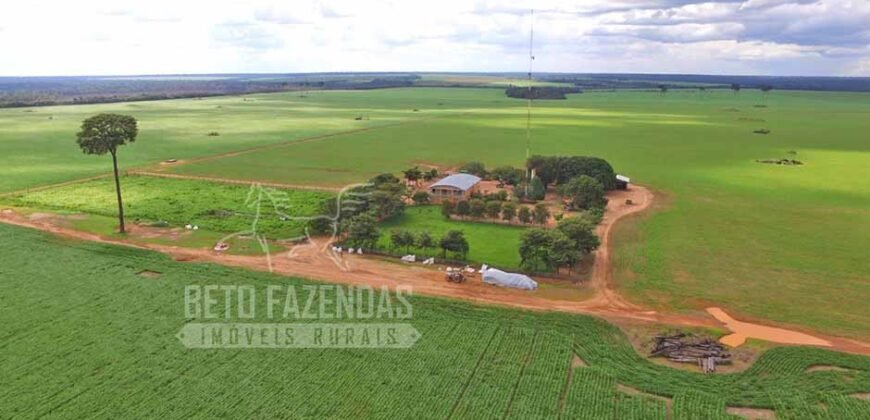 Fazenda Produtiva à Venda 1.700 hectares | Região de Itaúba/MT