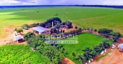 Fazenda Produtiva à Venda 1.700 hectares | Região de Itaúba/MT