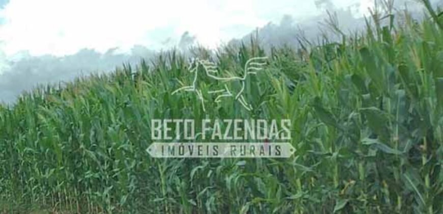 Fazenda Agrícola Soja à Venda 3.700 has entre Campo Verde e Planalto da Serra/MT