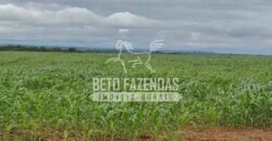 Fazenda Agrícola Soja à Venda 3.700 has entre Campo Verde e Planalto da Serra/MT