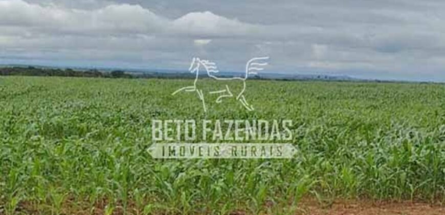 Fazenda Agrícola Soja à Venda 3.700 has entre Campo Verde e Planalto da Serra/MT