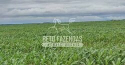 Fazenda Agrícola Soja à Venda 3.700 has entre Campo Verde e Planalto da Serra/MT