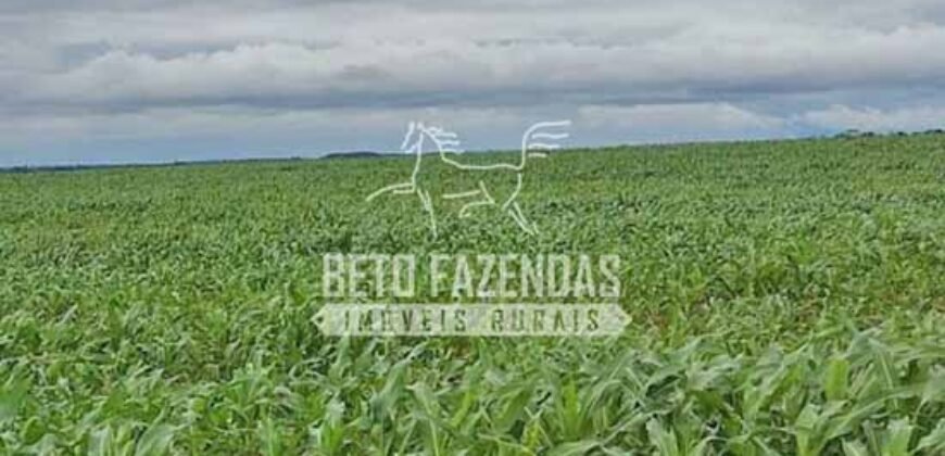 Fazenda Agrícola Soja à Venda 3.700 has entre Campo Verde e Planalto da Serra/MT