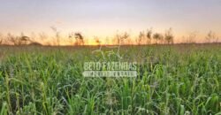 Venda de 3 Fazendas total de 3.150 has Pecuária e Lavoura | Paranatinga/MT Venda de 3 Fazendas total de 3.150 has Pecuária e Lavoura | Paranatinga/MT