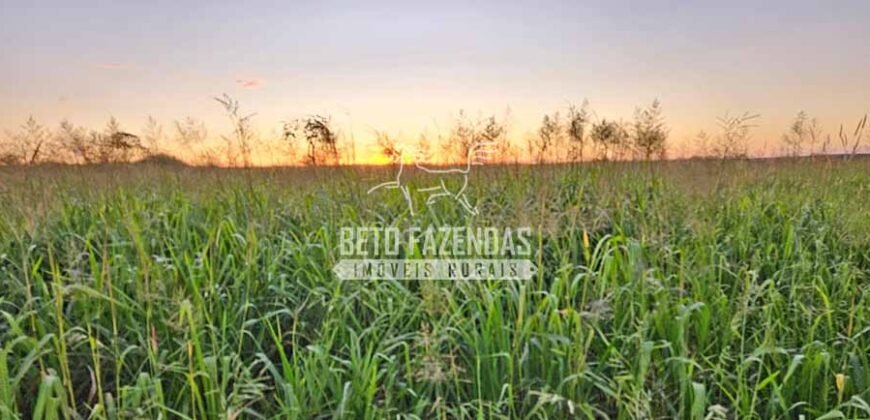 Venda de 3 Fazendas total de 3.150 has Pecuária e Lavoura | Paranatinga/MT Venda de 3 Fazendas total de 3.150 has Pecuária e Lavoura | Paranatinga/MT