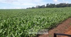 Venda de Fazenda Produtiva 1.678 hectares | Ribeirão Cascalheira/MT