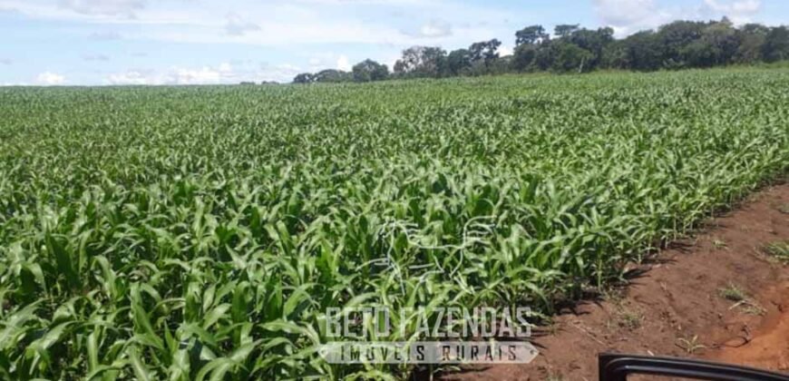Venda de Fazenda Produtiva 1.678 hectares | Ribeirão Cascalheira/MT