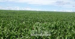 Venda de Fazenda Produtiva 1.678 hectares | Ribeirão Cascalheira/MT