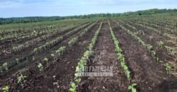 Venda de Fazenda Produtiva 1.678 hectares | Ribeirão Cascalheira/MT