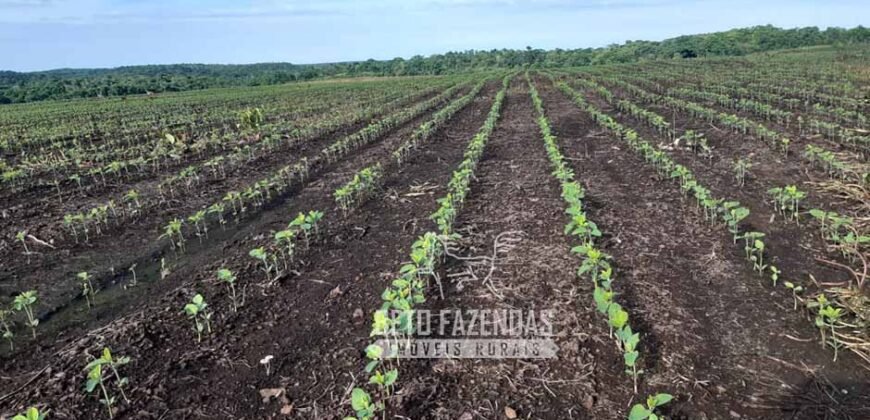 Venda de Fazenda Produtiva 1.678 hectares | Ribeirão Cascalheira/MT