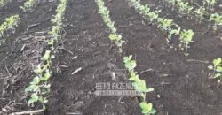 Venda de Fazenda Produtiva 1.678 hectares | Ribeirão Cascalheira/MT