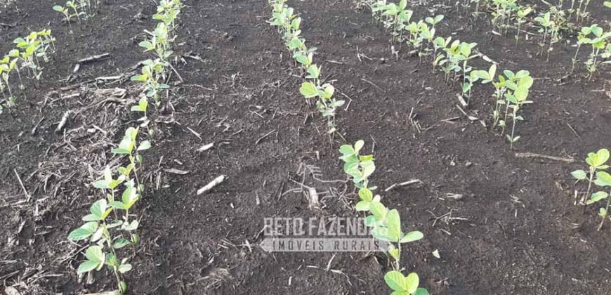 Venda de Fazenda Produtiva 1.678 hectares | Ribeirão Cascalheira/MT