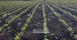 Venda de Fazenda Produtiva 1.678 hectares | Ribeirão Cascalheira/MT