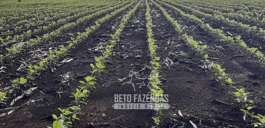 Venda de Fazenda Produtiva 1.678 hectares | Ribeirão Cascalheira/MT