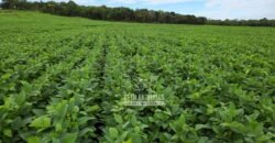 Venda de Fazenda Produtiva 1.678 hectares | Ribeirão Cascalheira/MT