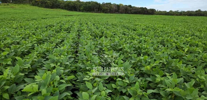 Venda de Fazenda Produtiva 1.678 hectares | Ribeirão Cascalheira/MT