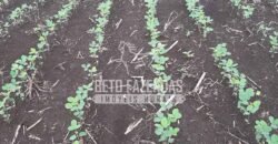 Venda de Fazenda Produtiva 1.678 hectares | Ribeirão Cascalheira/MT