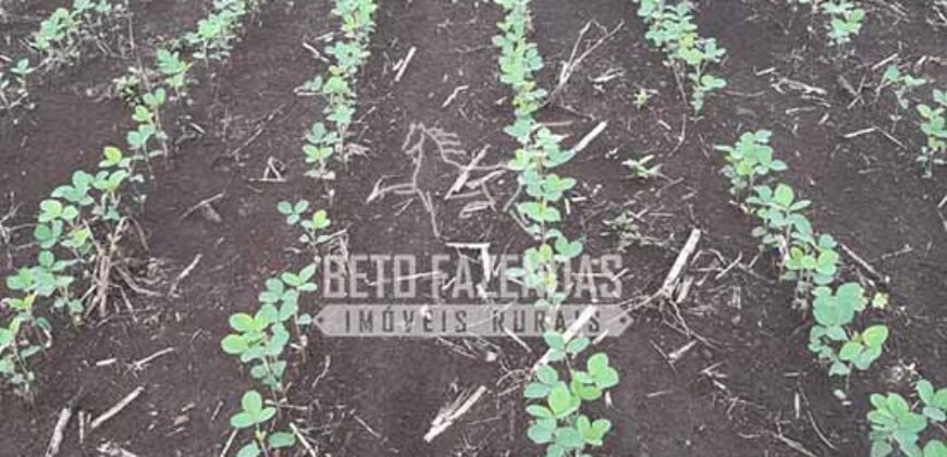 Venda de Fazenda Produtiva 1.678 hectares | Ribeirão Cascalheira/MT