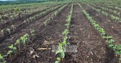 Venda de Fazenda Produtiva 1.678 hectares | Ribeirão Cascalheira/MT