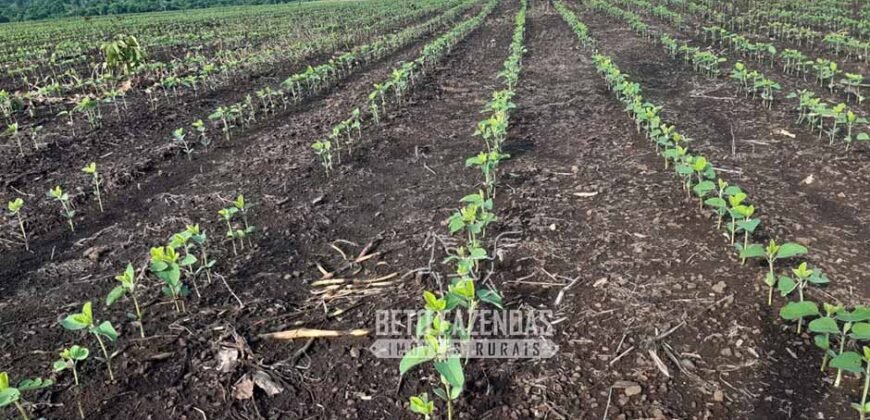 Venda de Fazenda Produtiva 1.678 hectares | Ribeirão Cascalheira/MT