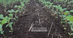 Venda de Fazenda Produtiva 1.678 hectares | Ribeirão Cascalheira/MT