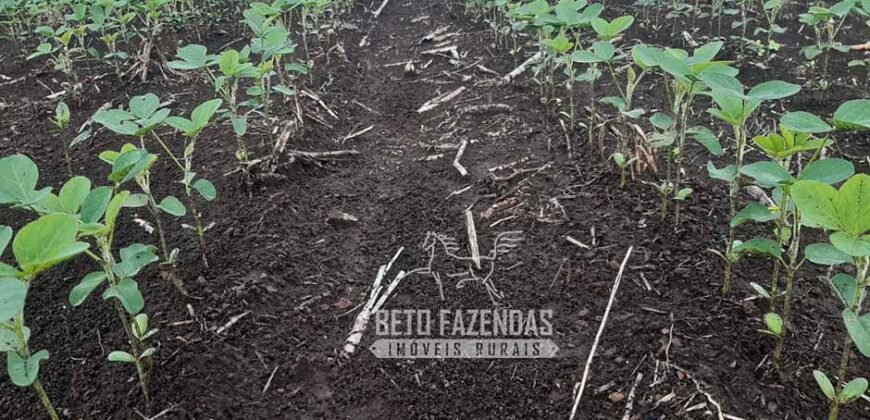 Venda de Fazenda Produtiva 1.678 hectares | Ribeirão Cascalheira/MT